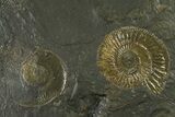 Fossil Ammonite Cluster - Posidonia Shale, Germany #335109-1